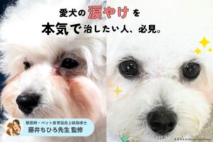 涙やけ対策におすすめの人気ドッグフード21選！原因別の対策も紹介【犬用フードのプロが厳選】